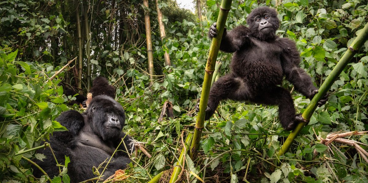 Mountain gorilla twins born in Rwanda - published June 3, 2011
